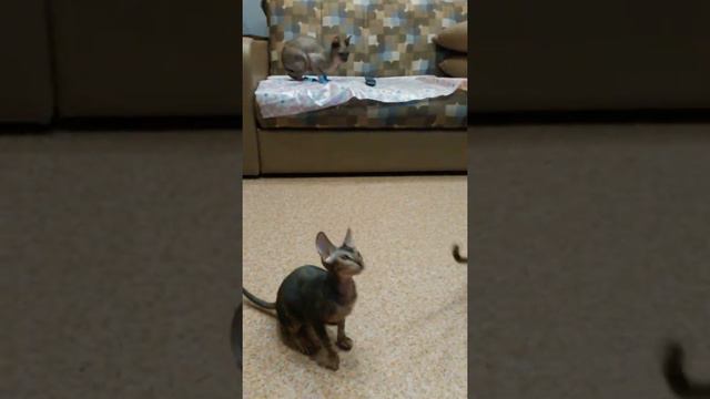 Сфинкс в носках. смотреть онлайн