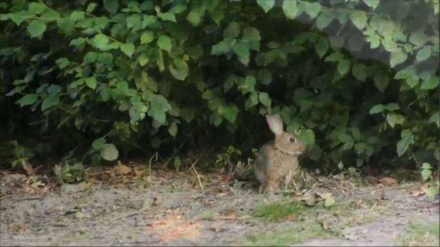Творческий вечер “Наши младшие друзья“