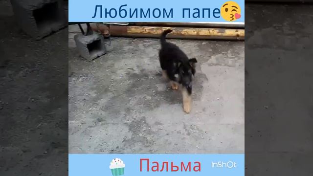 ДЕНЬ РОЖДЕНИЯ МОЕГО ПАПОЧКИ ! щенок ? Котенок ? смотреть онлайн