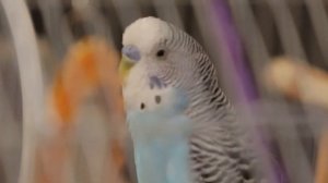 Весёлое пение волнистого попугая Шустрика