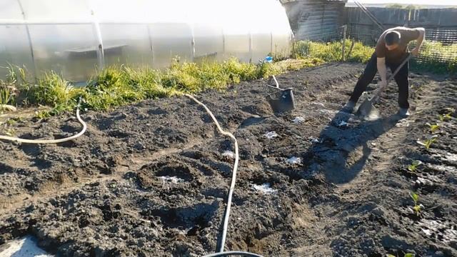 Посадка капусты с ОРГАНИКОЙ и ЗОЛОЙ! Сажайте капусту так и получите большой УРОЖАЙ! смотреть онлайн