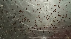 Обработка 2023. Улей № 5 и № 3.