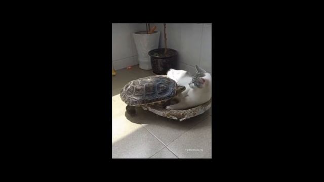 чтоже они делоют снами смотреть онлайн