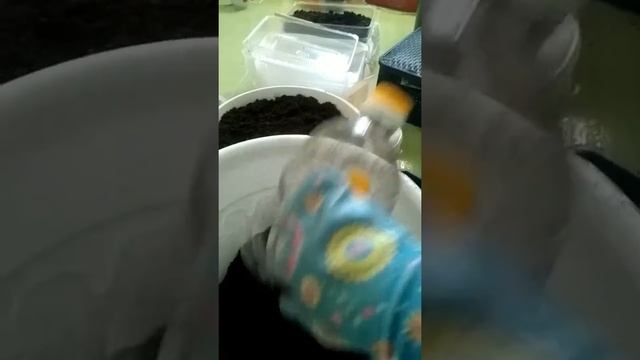 Готовим землю в вазонах. смотреть онлайн