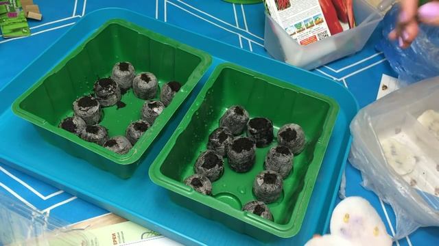 ПОСЕВ ПЕРЦА И БАКЛАЖАНА В ТОРФЯНЫЕ ТАБЛЕТКИ/ ПРОРОЩЕННЫЕ СЕМЕНА /РАССАДА смотреть онлайн