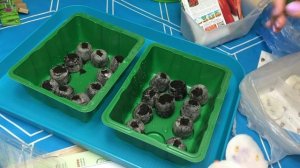 ПОСЕВ ПЕРЦА И БАКЛАЖАНА В ТОРФЯНЫЕ ТАБЛЕТКИ/ ПРОРОЩЕННЫЕ СЕМЕНА /РАССАДА