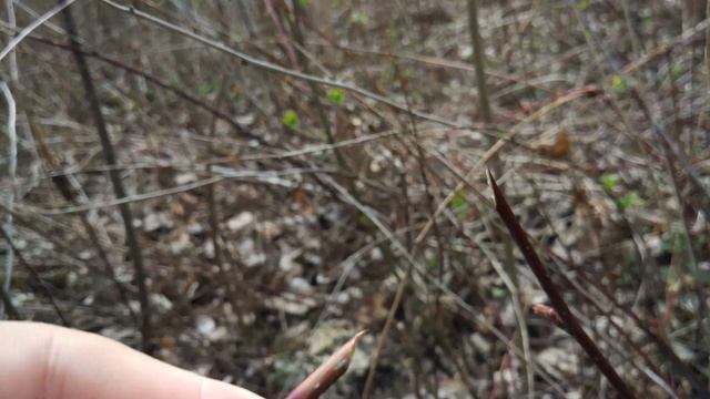 Обзор ножа Mora Companion MG смотреть онлайн