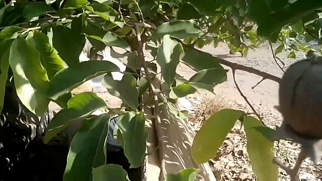 Lagerstroemia speciosa- Jarul plant смотреть онлайн