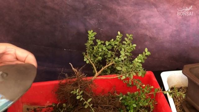 Bonsai Boj Africano. Myrsine Africana смотреть онлайн