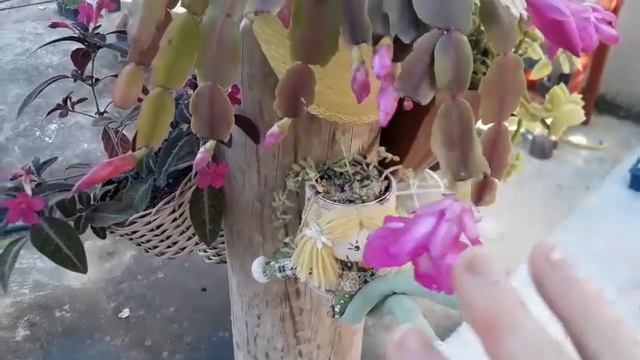 #Flor de maio, saiba cuidar e segredos para formar lindos vasos. смотреть онлайн