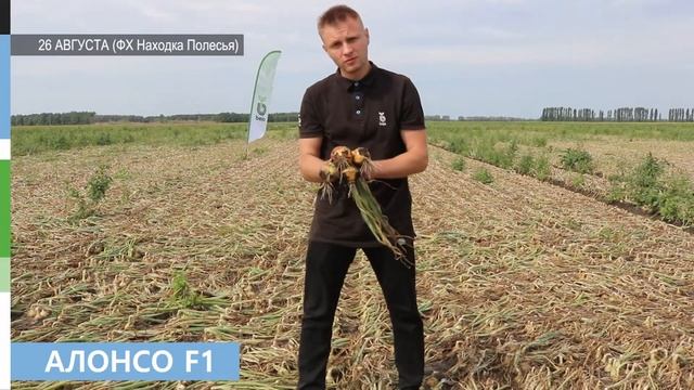 Обзор новинок сортов и гибридов лука Bejo Zaden (Бейо Заден) смотреть онлайн