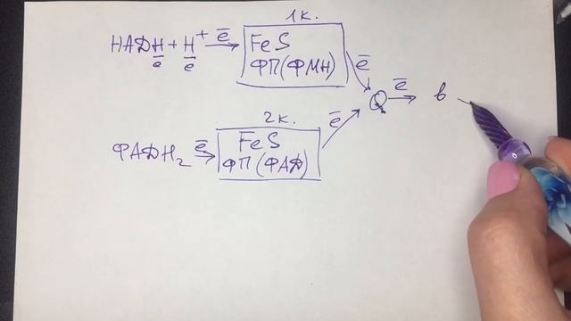 Тканевое дыхание. Ч. 1. Строение дыхательной цепи митохондрий. Биохимия смотреть онлайн