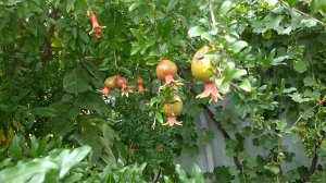 Выращивание граната в Краснодарском крае.2022 го