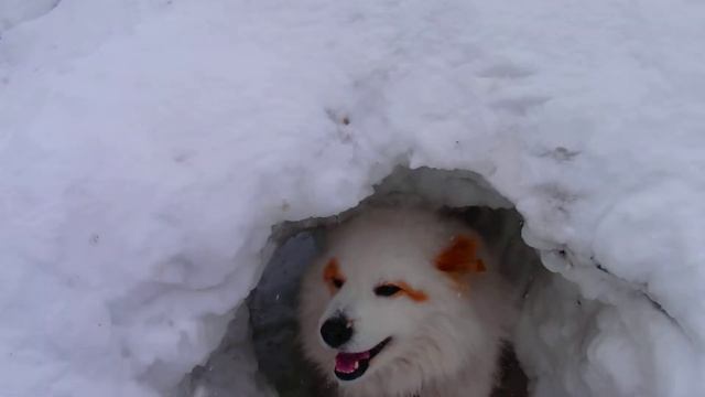 Белый медведь вылезает из берлоги смотреть онлайн