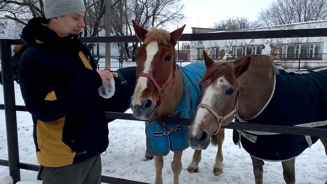 Конский навоз в Раменском смотреть онлайн