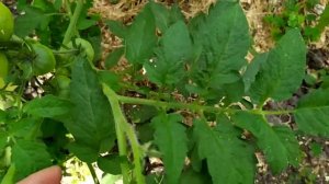 Нужно ли удалять первый цветок у томатов ?