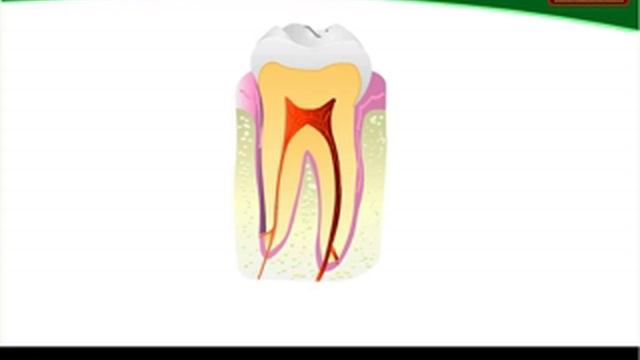 Teeth | 4th Std | Science | CBSE Board | Home Revise смотреть онлайн