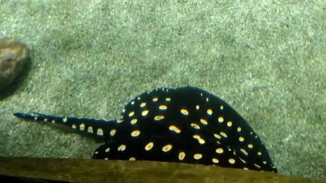 Скаты леопольди смотреть онлайн