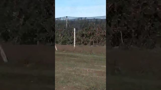 Яблони Кабардино-Балкарии смотреть онлайн