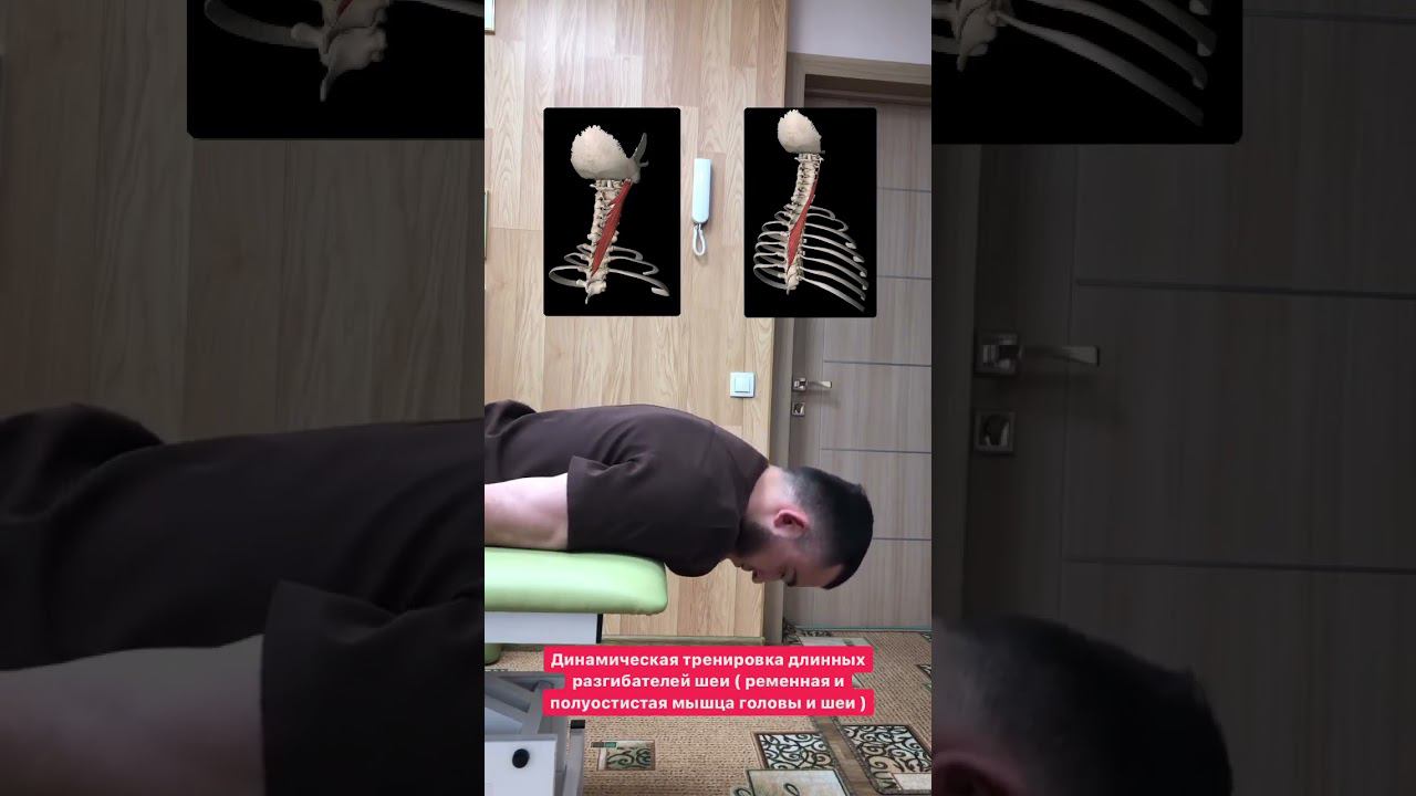 Тренировка длинных разгибателей шеи