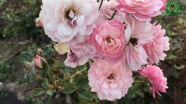 Семенные коробочки у Роз. Когда их убирать. 2 часть. Питомник ? и ? Е. Иващенко смотреть онлайн