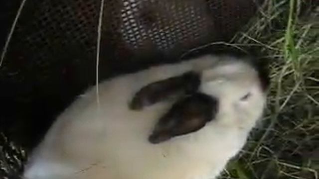 кролики породы калифорнийская.     Króliki