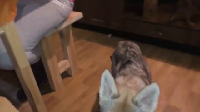 Волк ест овощи фрукты смотреть онлайн