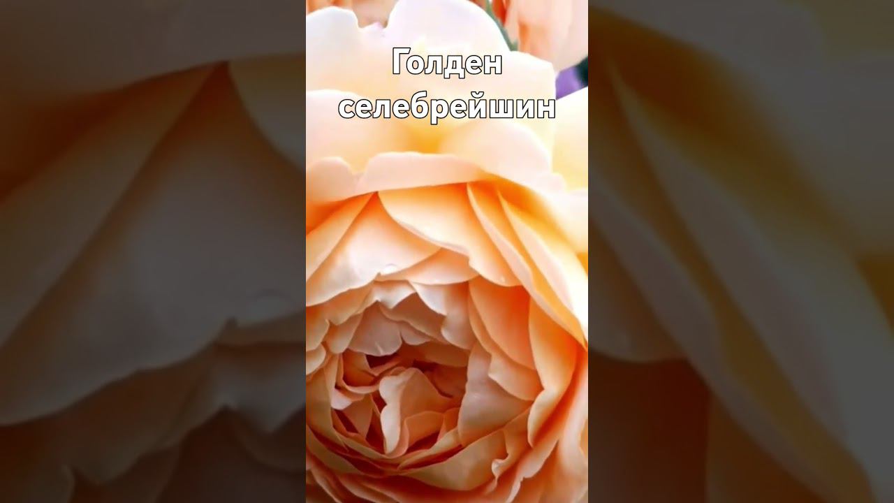 27 июля 2024 г. смотреть онлайн