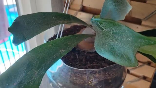 История моего Платицериум ( лосерогий).Platycerium Bifurcatum.Уход, посадка и полив.