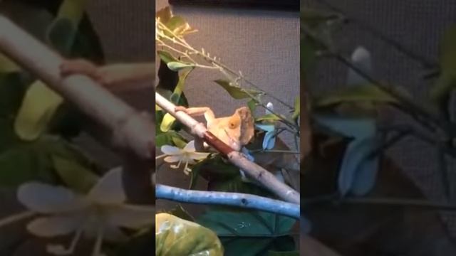 Alan Parsons, parsonii chameleon смотреть онлайн