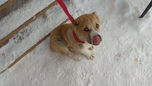 Алабай Фалли первый раз на поводке смотреть онлайн