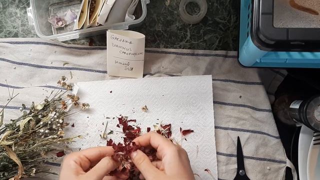 How to take seeds from Dianthus caryophyllus смотреть онлайн