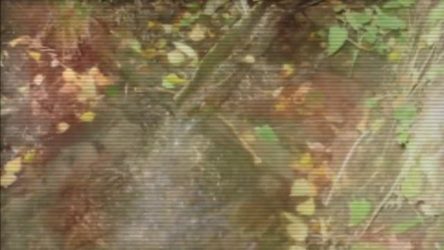 Богашёвский кедровник.wmv смотреть онлайн