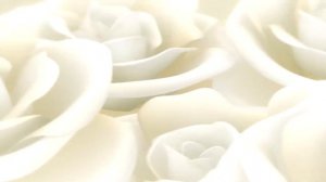 Белая роза фоновый футаж