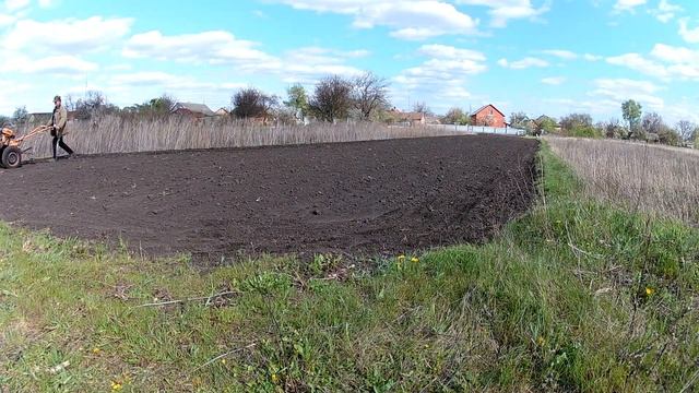 Борона для мотоблока .  Боронование кукурузы .