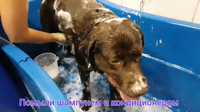 Лабрадор Брауни. Экспресс-линька лабрадора. смотреть онлайн