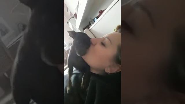 Собака-целовака смотреть онлайн