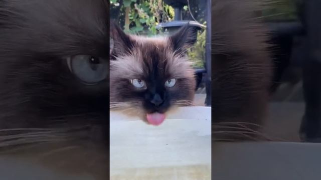 Гималайский котик.котик пьёт воду. Himalayan cat.гималайский кот#himalayancat смотреть онлайн