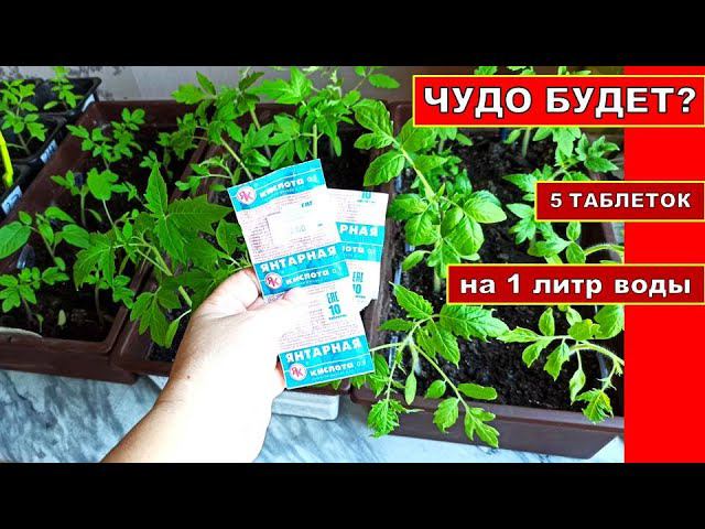 ЧУДО ТАБЛЕТКИ ДЛЯ РАССАДЫ?! СУПЕР СРЕДСТВО ПРИ ПИКИРОВКЕ ТОМАТОВ.