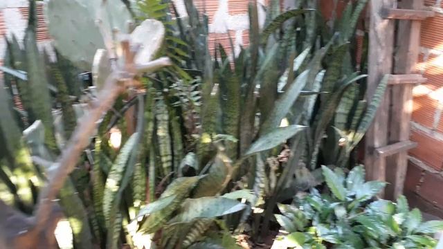 Разгар зимы, Аргентина, Посадас смотреть онлайн