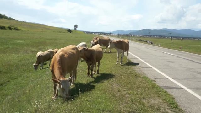 Самобытная Тунка смотреть онлайн