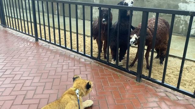 ЛЬВЕНОК ЧАНДР И ЛЕОПАРД ЗИТА ИССЛЕДУЮТ ЗООПАРК 👀