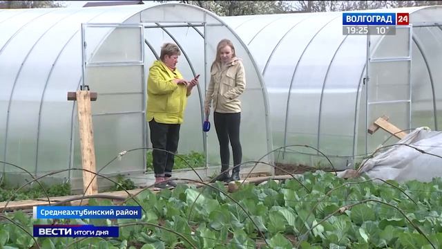 В Волгоградской области собирают первый урожай редиса смотреть онлайн
