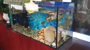 Террариум для красноухой черепахи