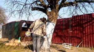 покраска деревьев краскопультом