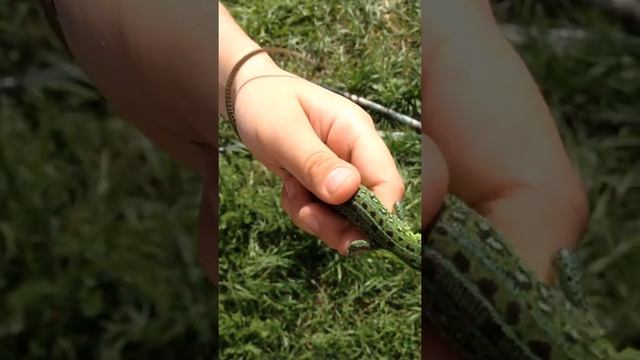 Лия на даче нашла ящерицу смотреть онлайн