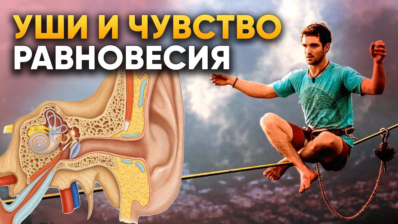Вот как УШИ влияют на чувство равновесия | DeeaFilm смотреть онлайн