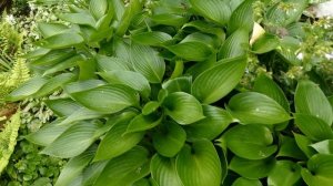 Hosta 'Devon Green'