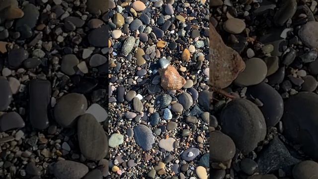 Рак-отшельник и его ракушка #всочиумаши смотреть онлайн