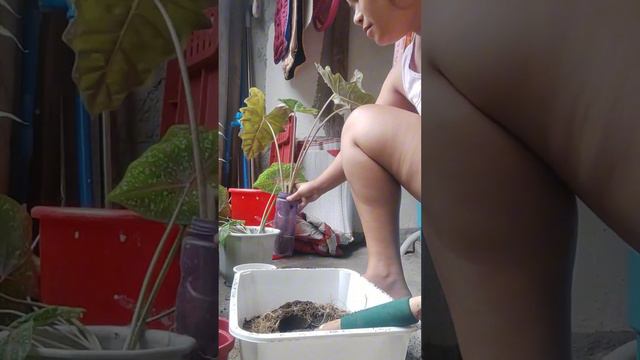 Alocasia and Caladium Bigcolor/Gabi Gabi смотреть онлайн